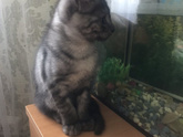 Метис шотландской(тоже не чистой) и дворового кота