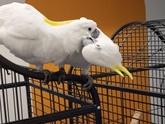 Милота