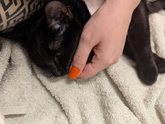 🐈⬛
