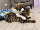 Наша Дынька 🐶