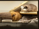 Про хомяка 🐹