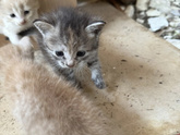 Вопрос с котёнком решён ?⬛