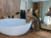 Разведение кошек