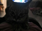 Кототерапия ??