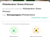 Что за растение?