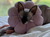 Кот часть 3) Ну