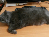Сколько весят ваши коты?