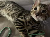 Куда разместить кошку с котятами?