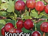 У кого дом и сад?