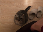 Наша тайна с котом