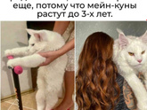 Мейн-Кун.