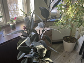 Девочки цветочницы🌿🍀🌱