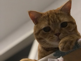Вирусная лейкемия кошек.