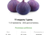 11 недель .