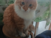У кого коты едят
