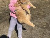 Садик. Адаптация
