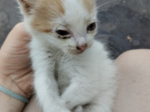 Коська
