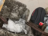 Покажите своего любимца ?