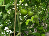 Первый помидор 🍅 .. и привет кладик 😢