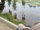 Остеохондродисплазия вислоухих кошек