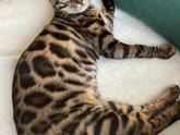 Бенгалочка 🐆