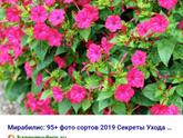 Кто разбирается в цветах ??
