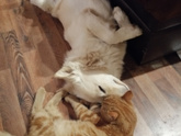 🧡