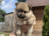 Пост ниже собака