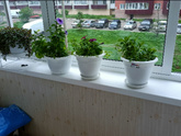 Балконные цветы
