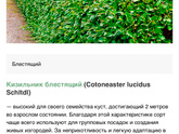 Что за кусты и