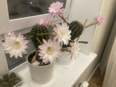Кактусы опять зацвели ☺️😍