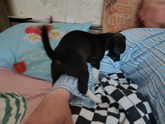 Собака щенок