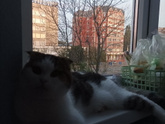 Ночка