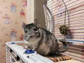 Шиншиллу вам в ленту👍🐿️😁