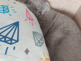 Мне не хватало котейки!!!
