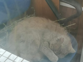 Дальше про кошку.