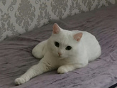 Подскажите, котик породистый?