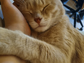 Кошки или собаки ?)