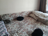 Питомцы.