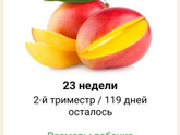 23 недели🤰🏼