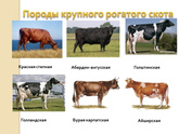 Брауншвейгская порода коров - такая бывает? Не могу найти