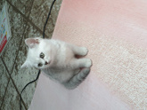 Взяли двух месячного котенка