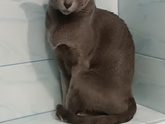 Котосемья