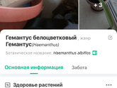 Как называется цветок?