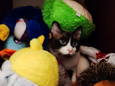 Минутка милоты для кошатников)