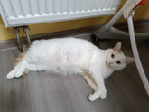 ☺? котярика вам в