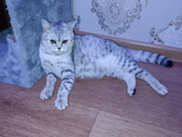 Кошка !