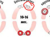 Зубы