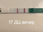 Овуляция