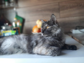 Наша кошка